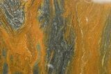 Polished Mesoproterozoic Stromatolite (Conophyton) - Australia #353689-1